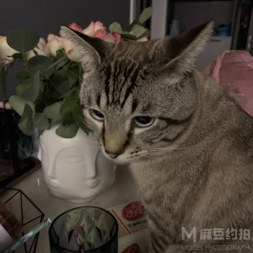 情绪模特
