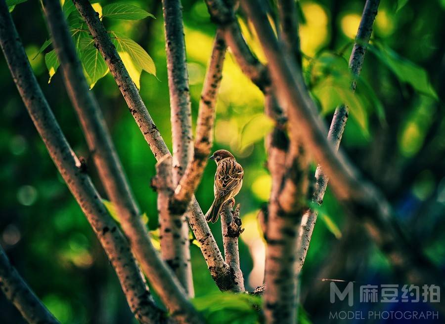 复古模特