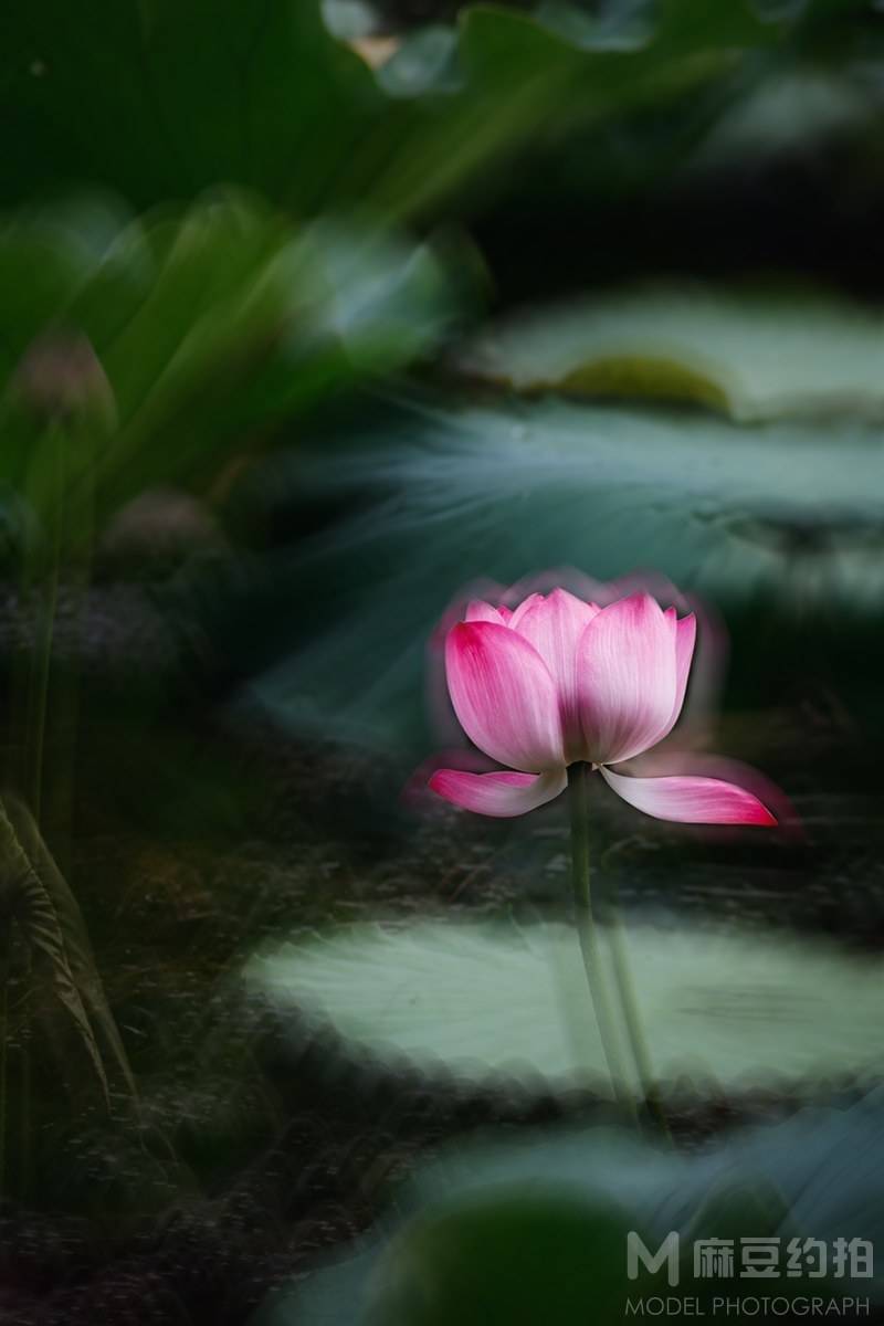 纪实模特