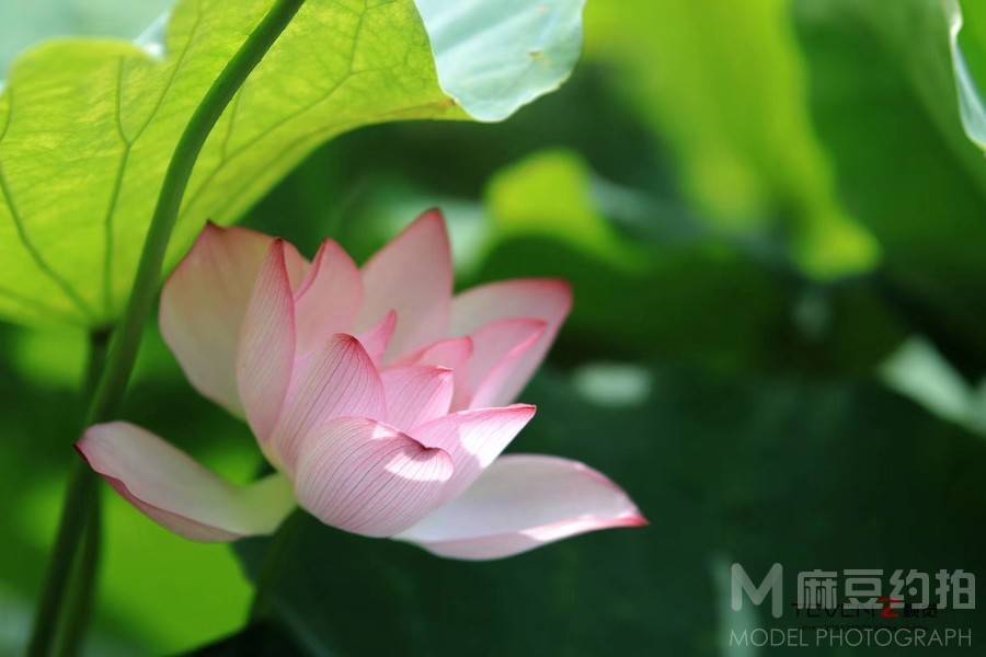 纪实模特