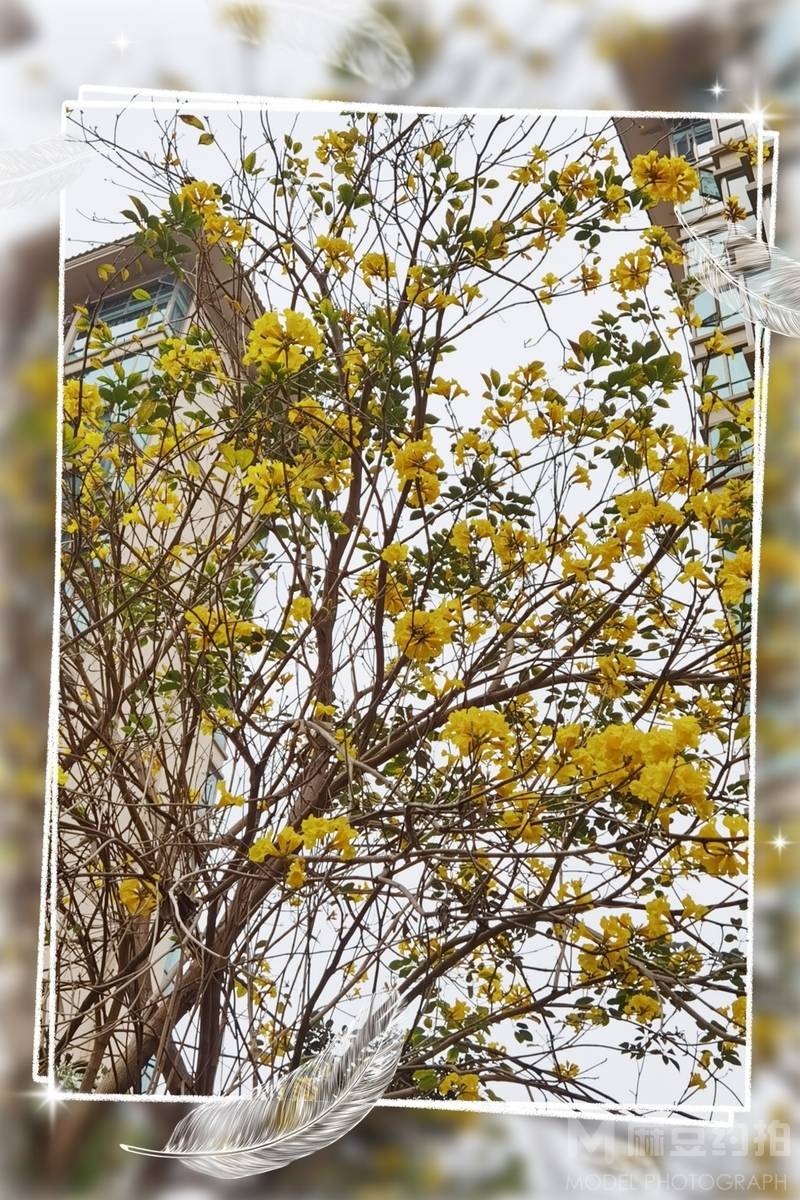 纪实模特