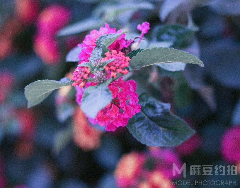 复古模特