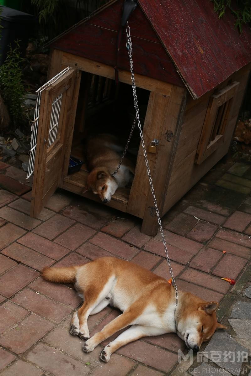 纪实模特