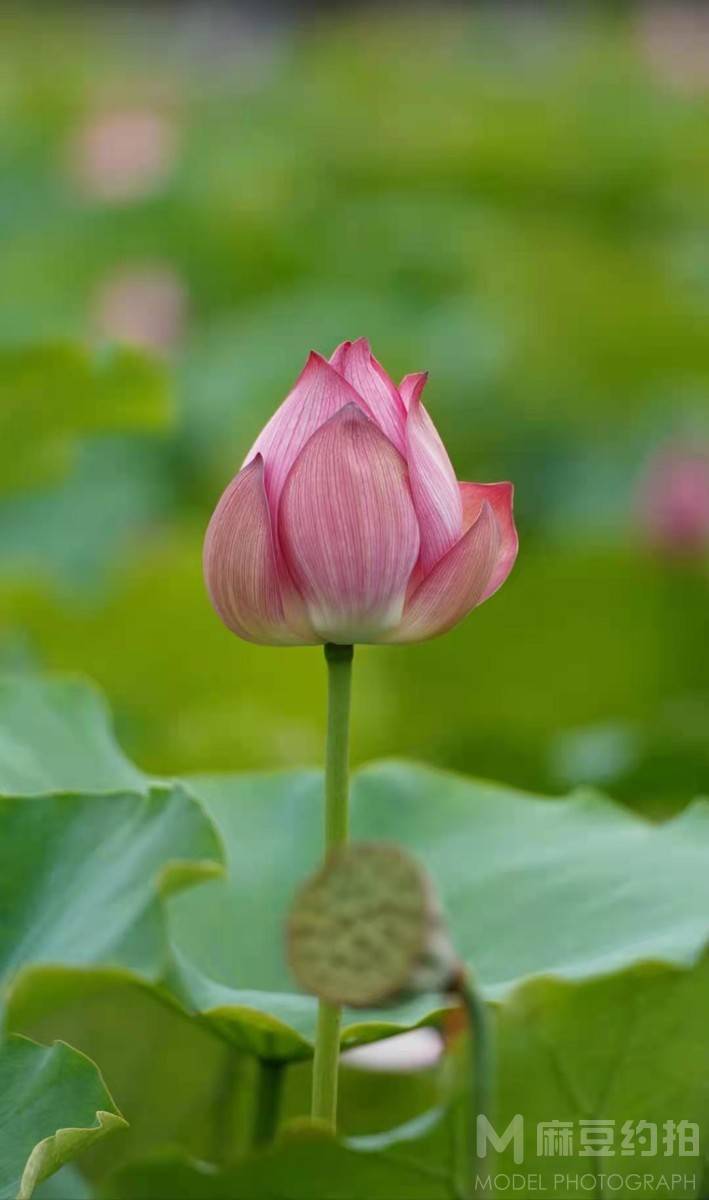 纪实模特