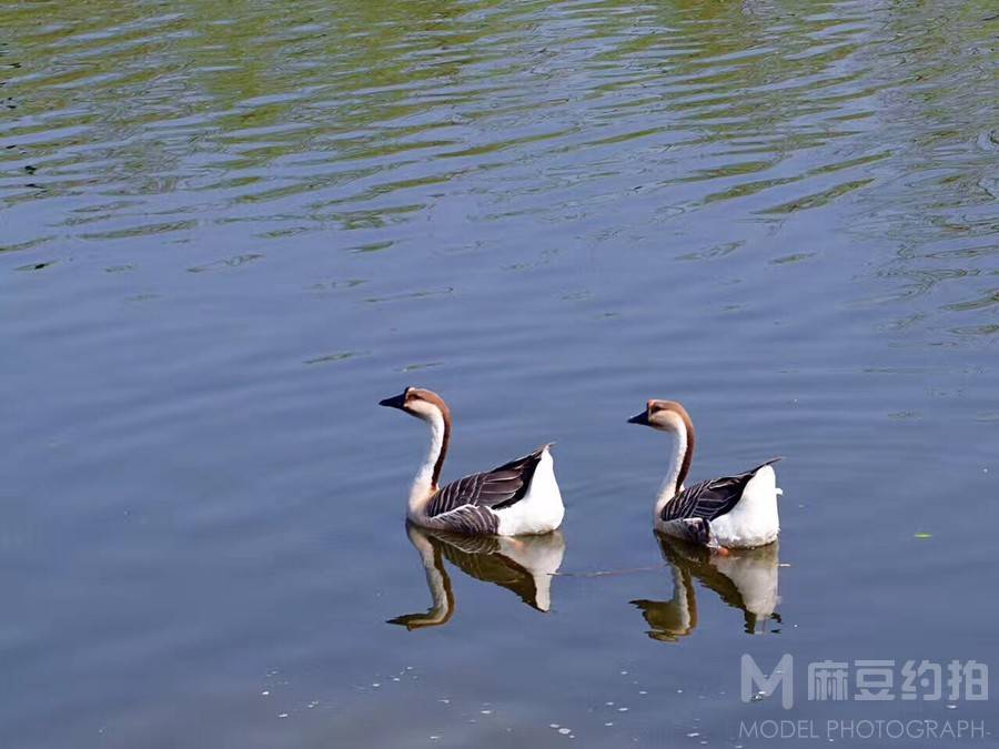 纪实模特