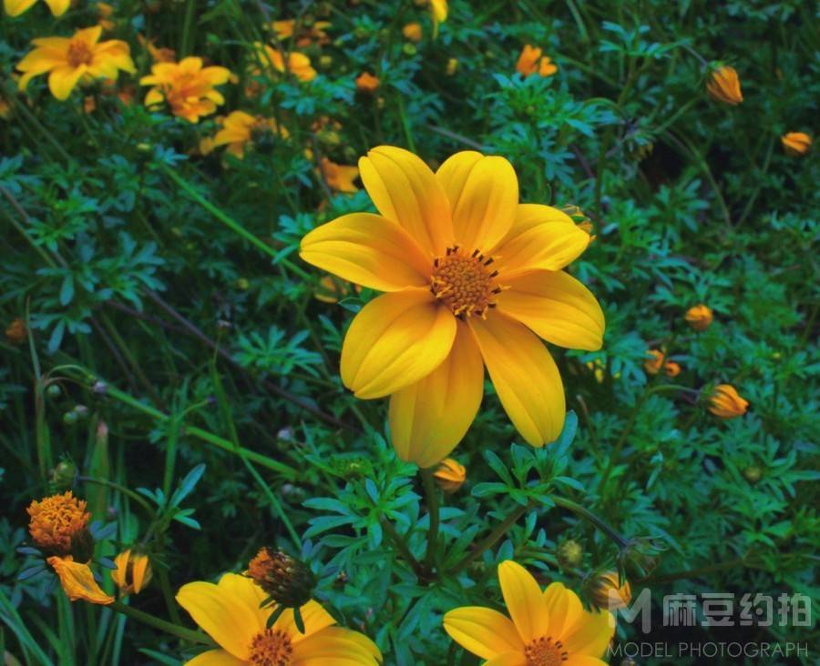 纪实模特