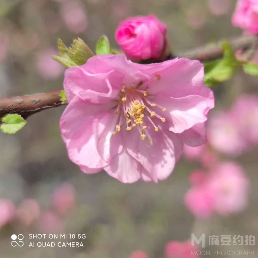 胶片模特