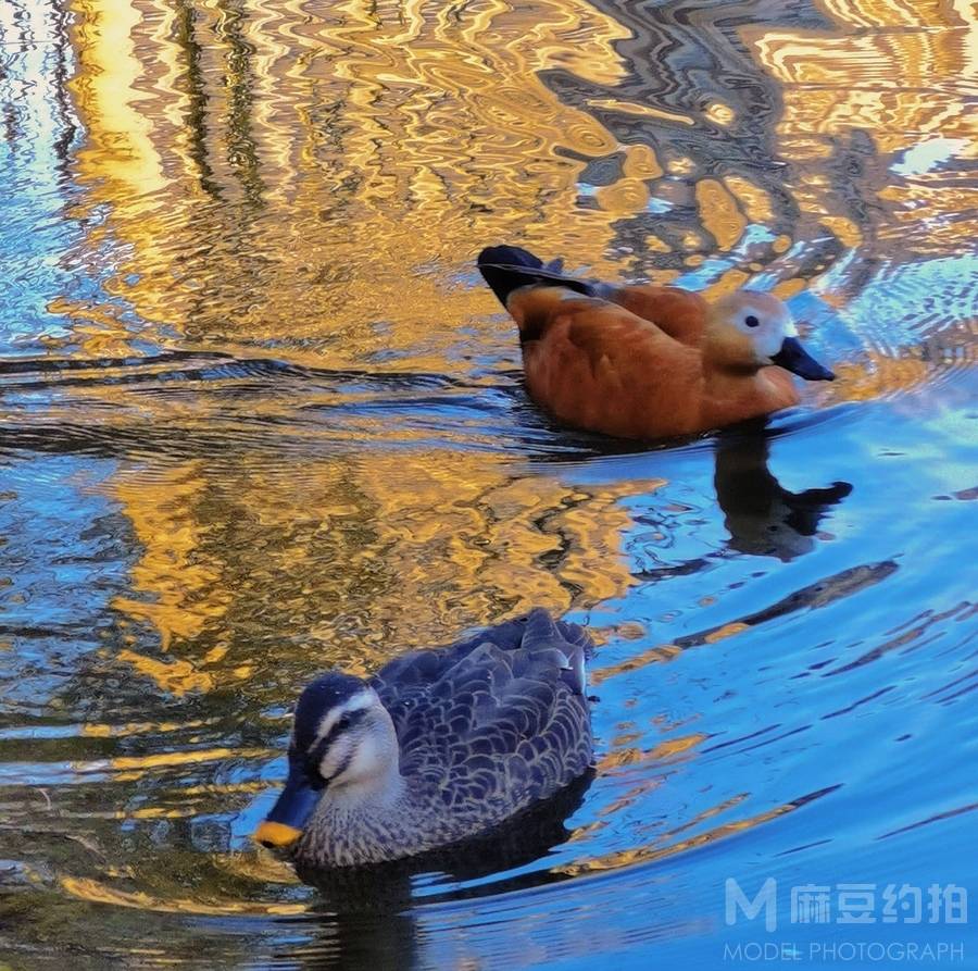 纪实模特