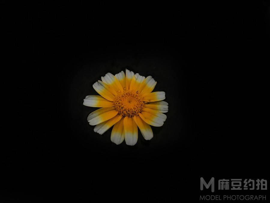 胶片模特