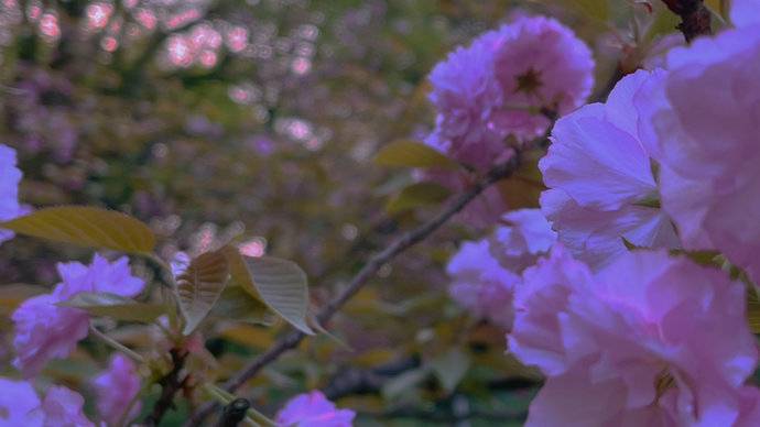樱花园拍照