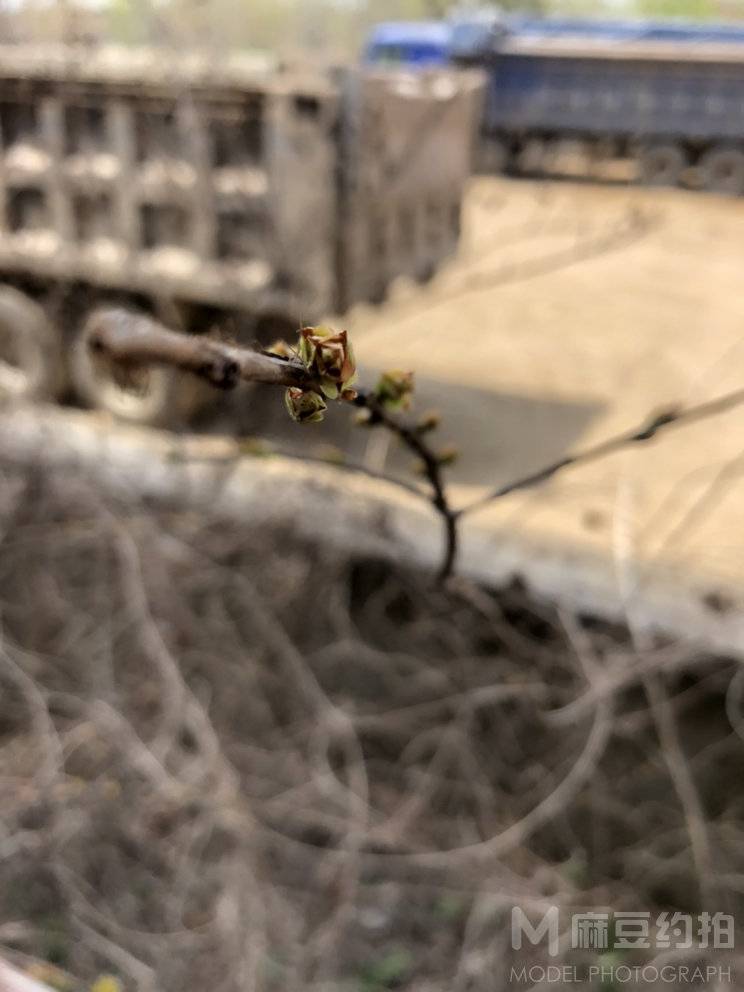 纪实模特