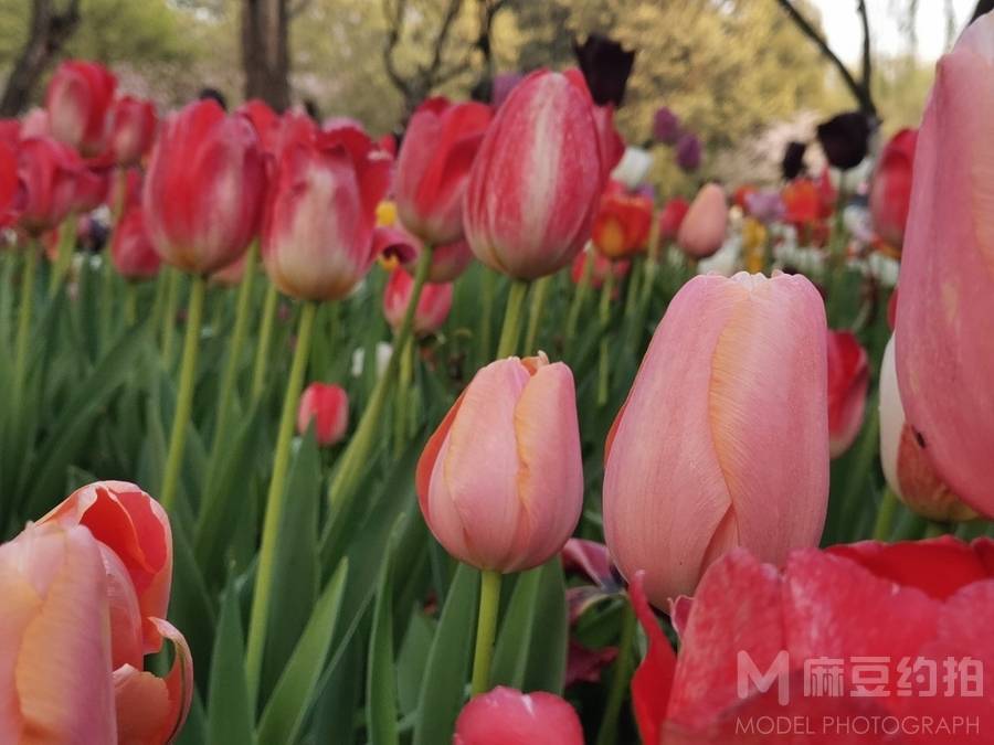 韩系模特