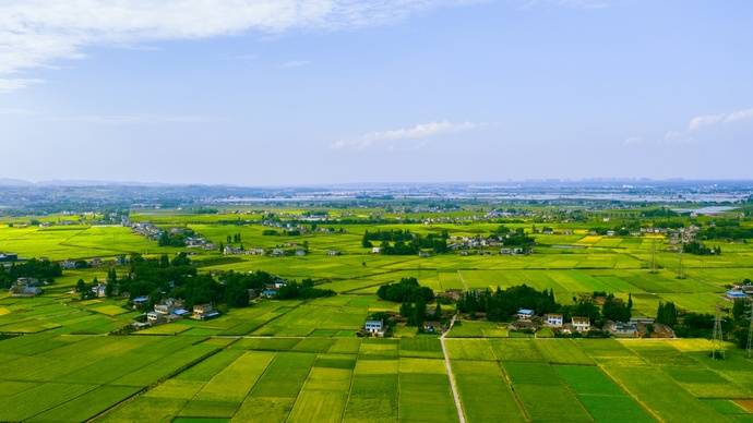 眉山市彭山区谢家街道水稻基地