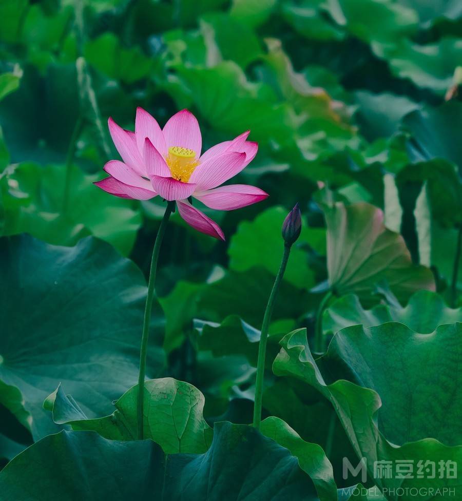 纪实模特