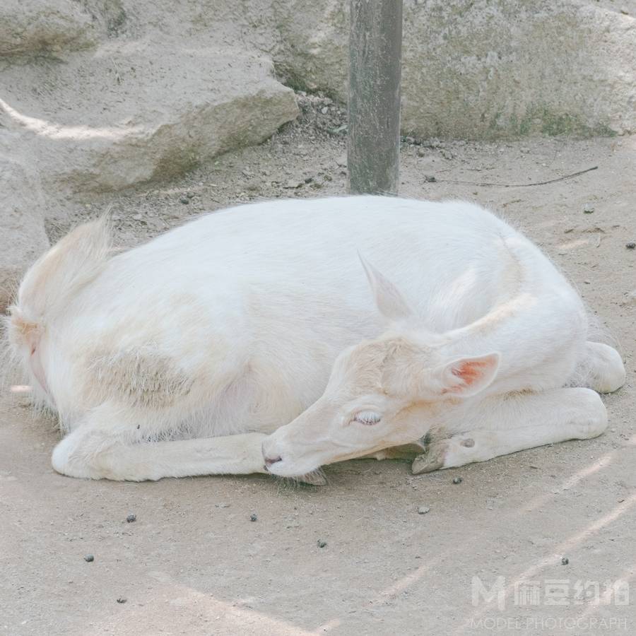 纪实模特