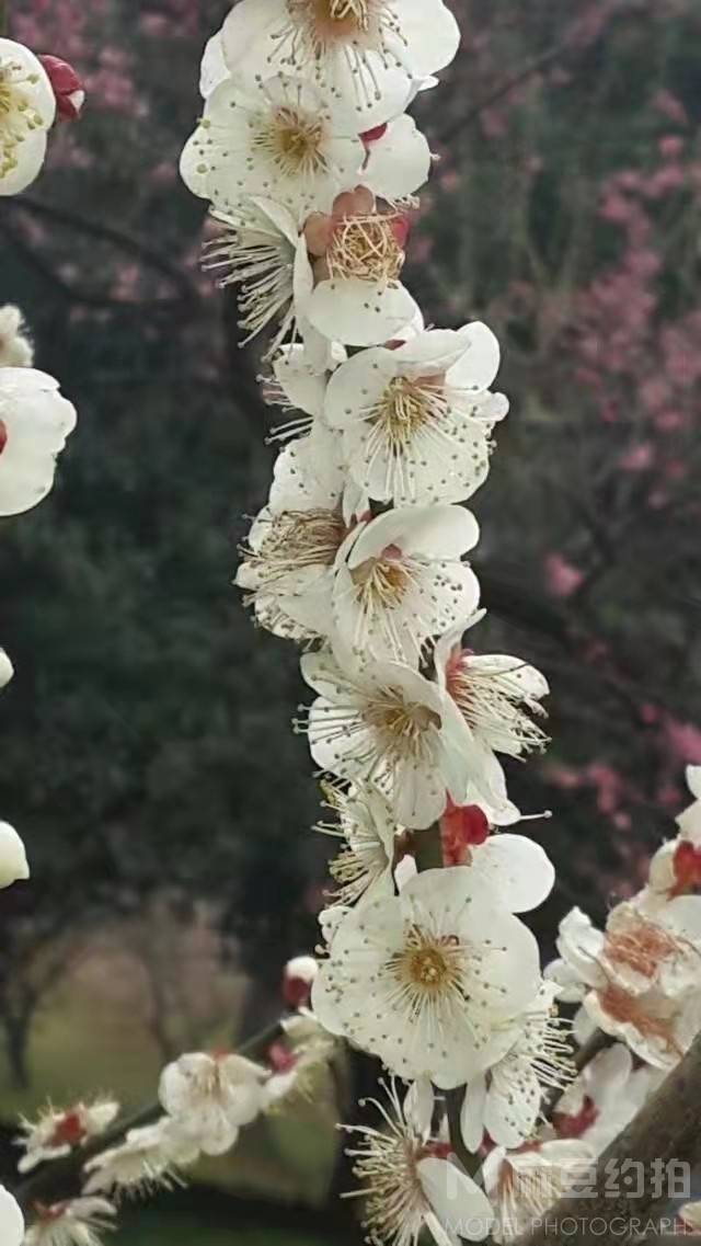 纪实模特