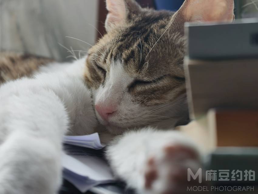 纪实模特