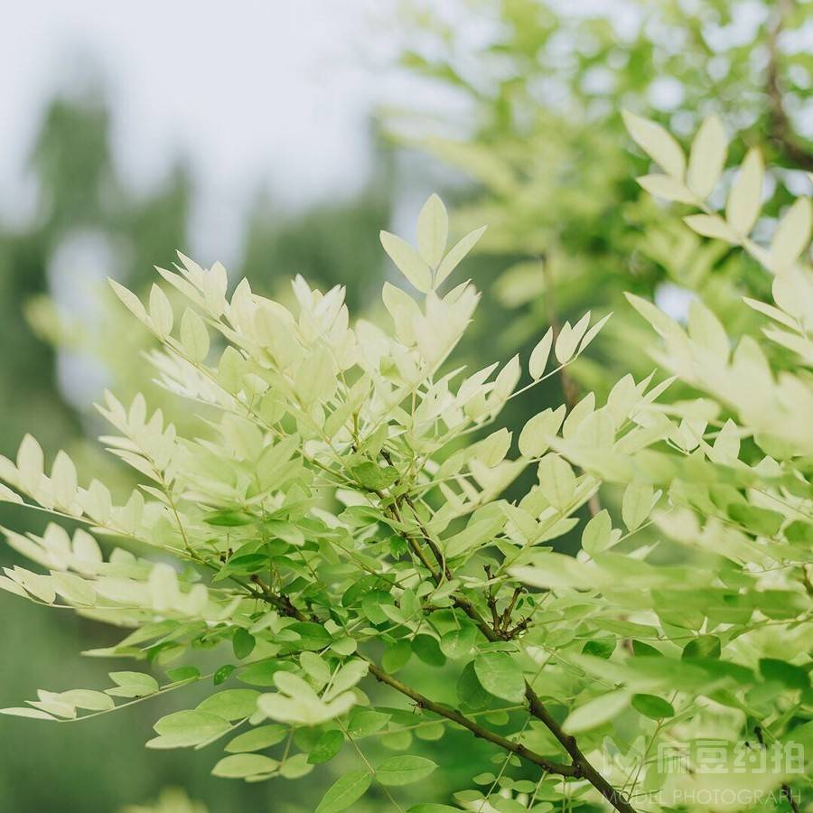 日系模特