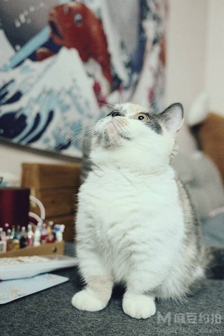 复古模特