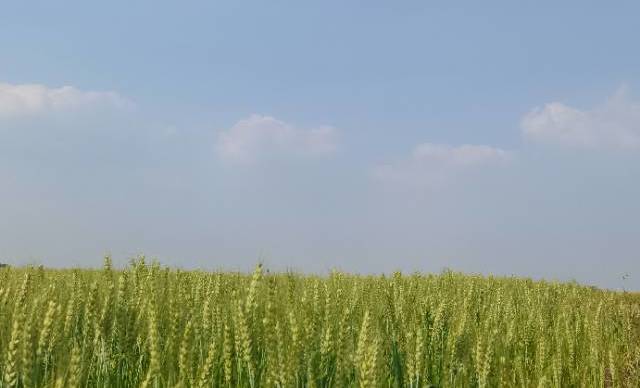 大面积麦田