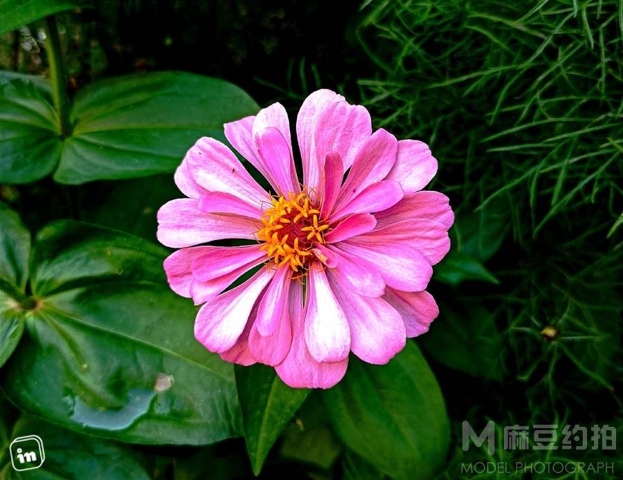 清新模特