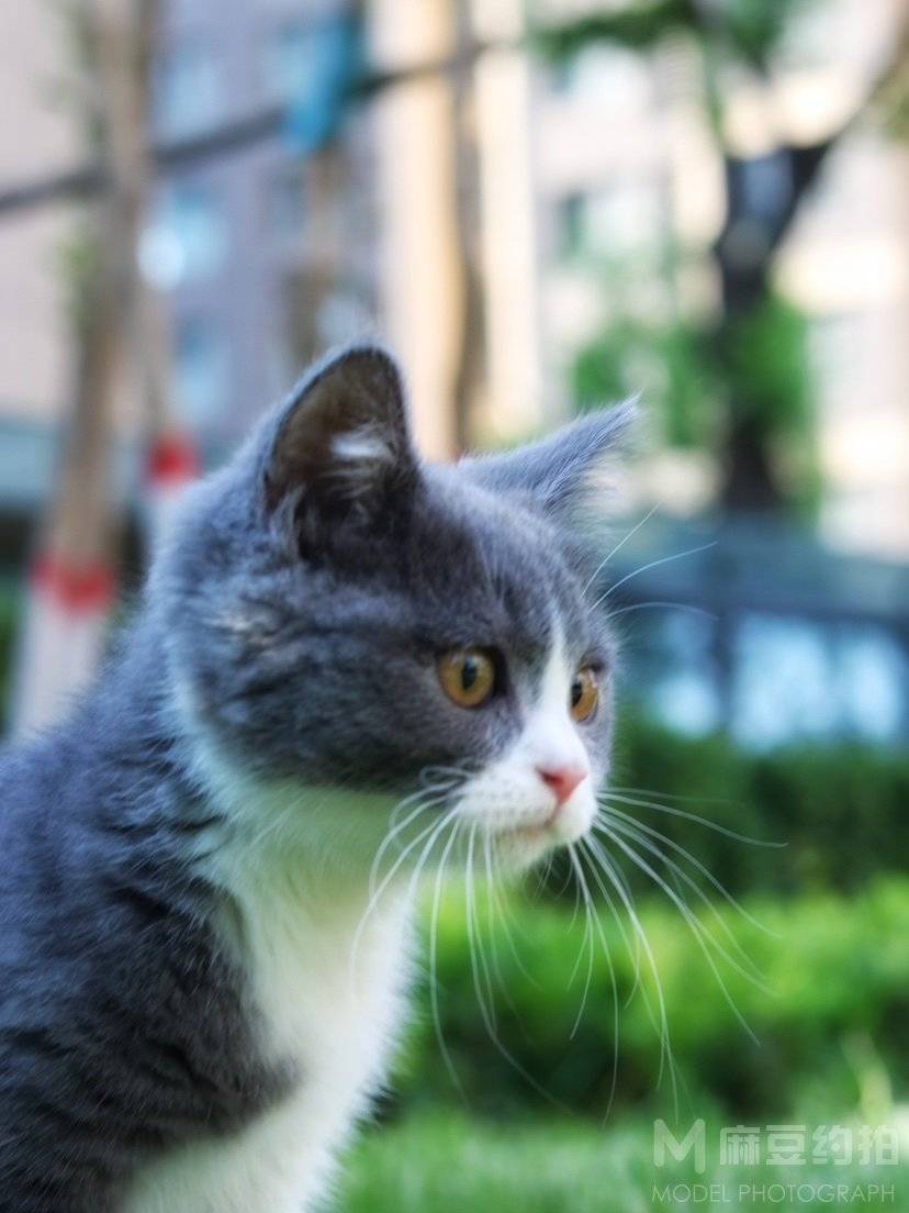 纪实模特