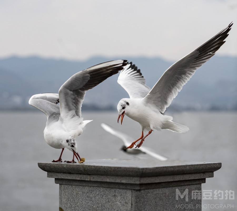 纪实模特