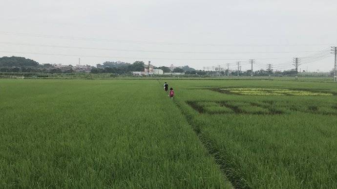 东莞东城周屋稻田