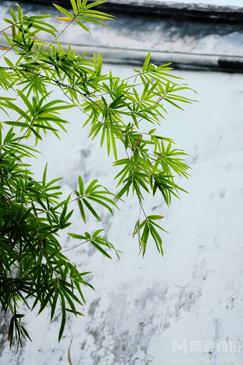 纪实模特