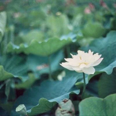 胶片模特