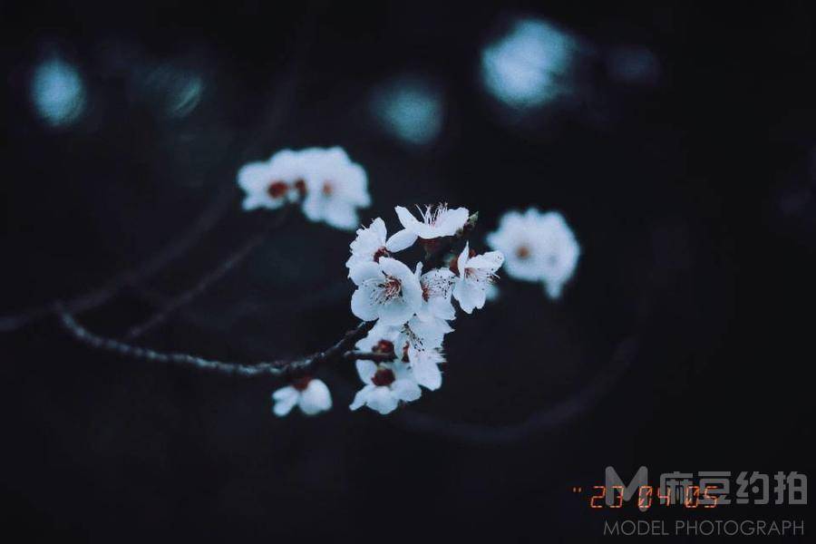 胶片模特
