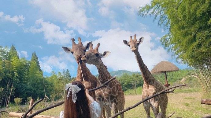 长颈鹿庄园🦒