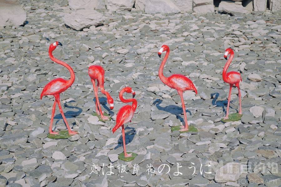 日系模特