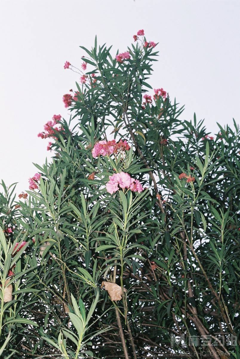 胶片模特