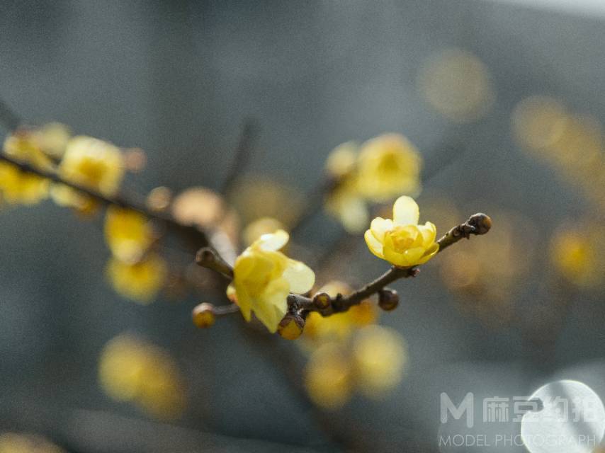 胶片模特