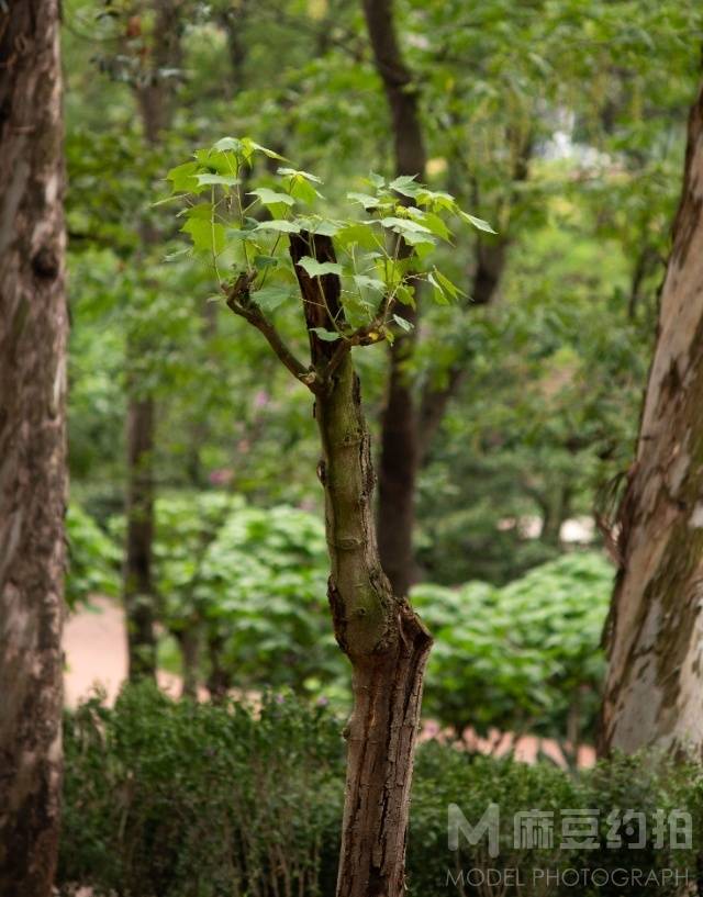 森系模特