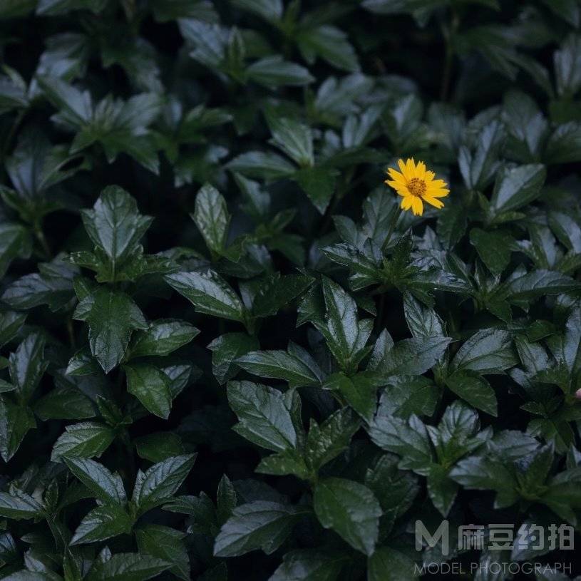 纪实模特