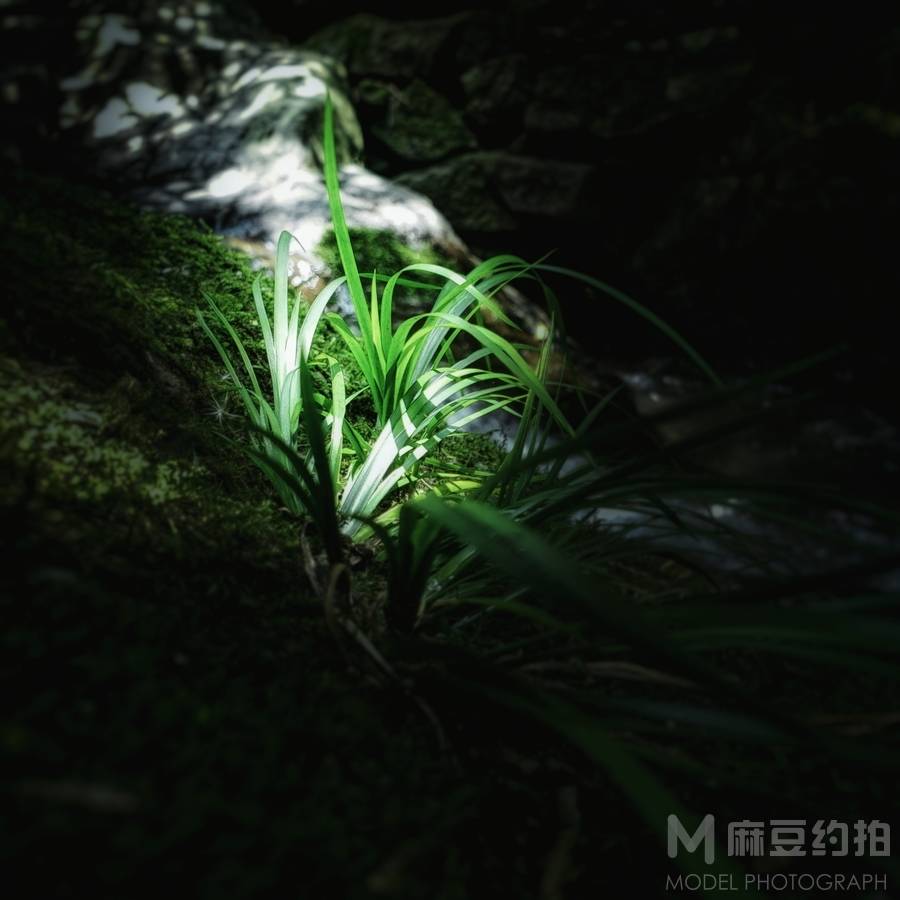 清新模特