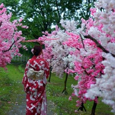 和服模特
