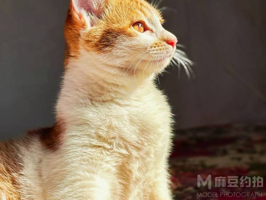 纪实模特