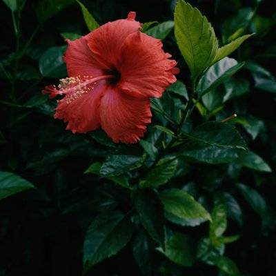 胶片模特