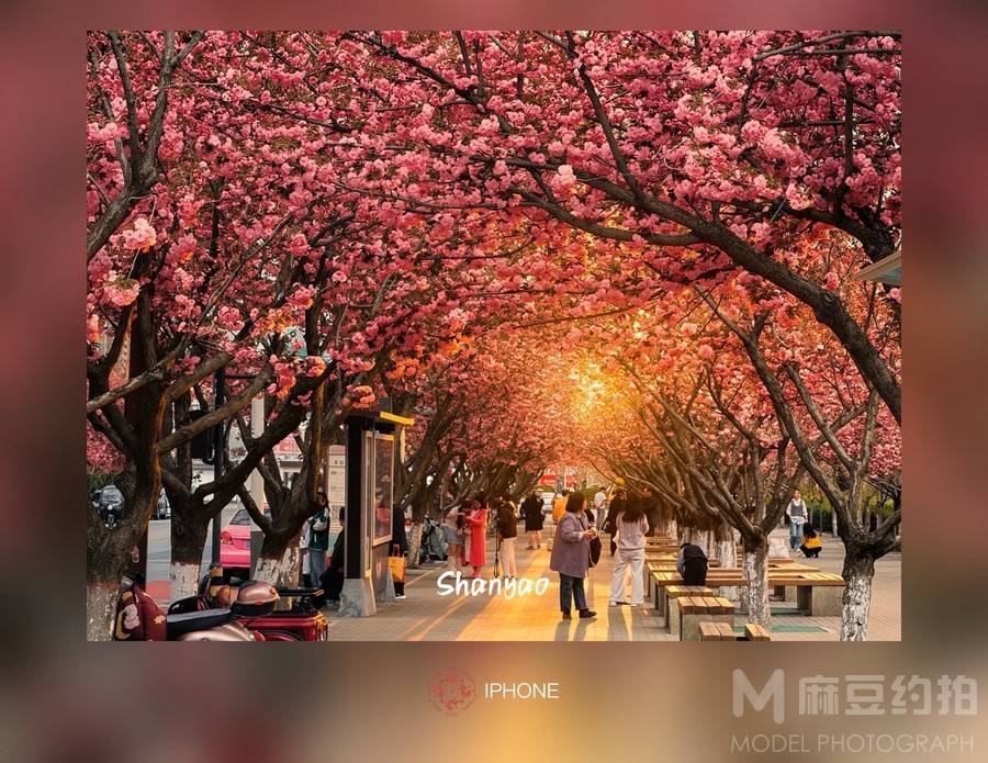 孕照模特