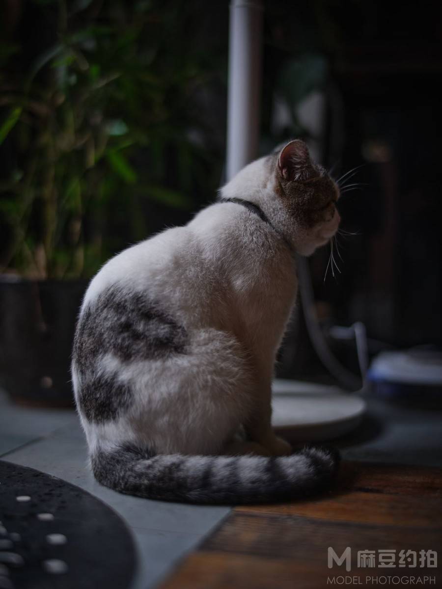 宝丽来模特