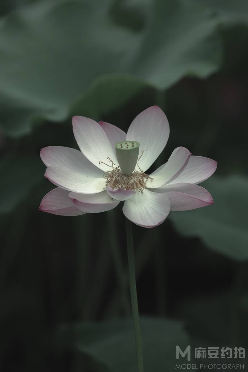胶片模特
