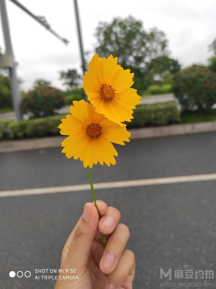 清新模特