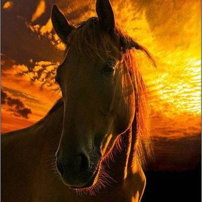 私房模特