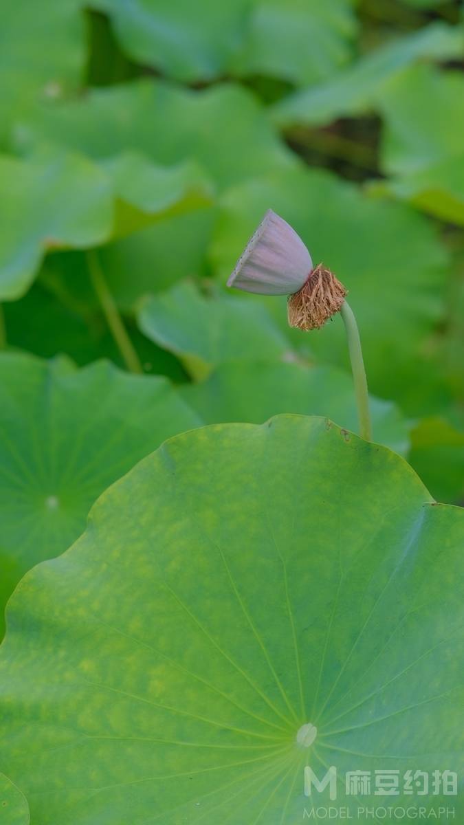 纪实模特