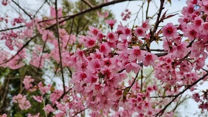 晋江西街开园寺