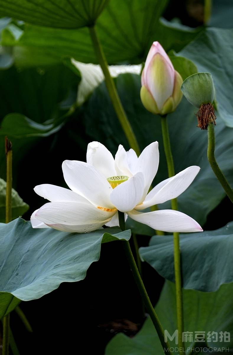 纪实模特