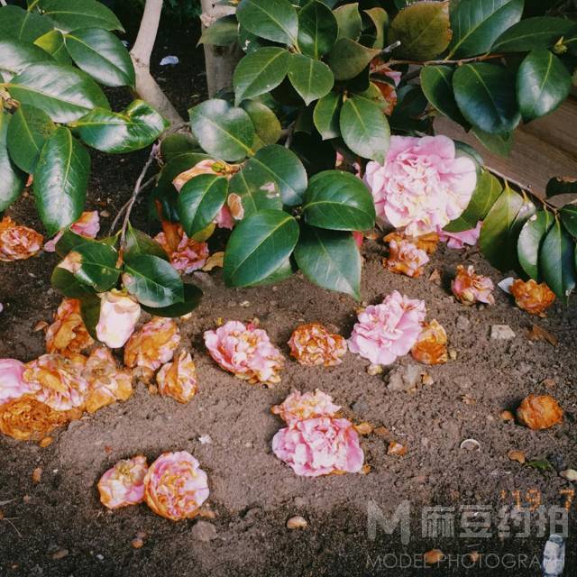 胶片模特